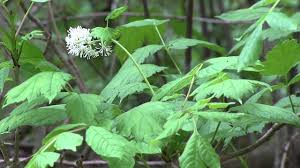 Image result for Christophskraut