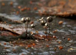 Attēlu rezultāti vaicājumam “Lamproderma pulchellum spores”