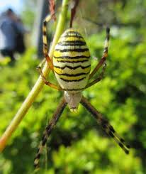 Attēlu rezultāti vaicājumam “Argiope bruennichi female”