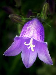 Attēlu rezultāti vaicājumam “Campanula rotundifolia flower”