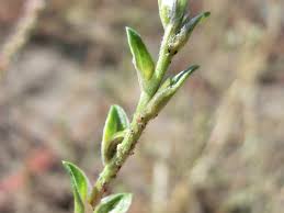Attēlu rezultāti vaicājumam “Corispermum hyssopifolium”