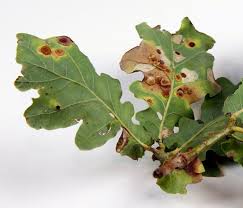 Attēlu rezultāti vaicājumam “Neuroterus quercusbaccarum”