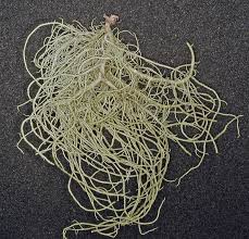 Attēlu rezultāti vaicājumam “Usnea hirta”