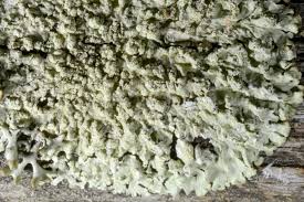 Attēlu rezultāti vaicājumam “Parmeliopsis ambigua”