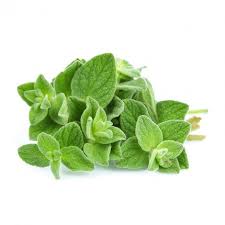 Image result for Oregano