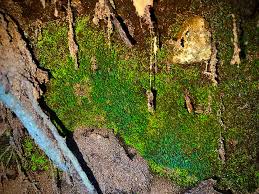 Attēlu rezultāti vaicājumam “Schistostega pennata”