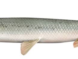 Image result for Lepisosteus osseus