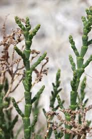 Attēlu rezultāti vaicājumam “Enteridium liceoides macro”