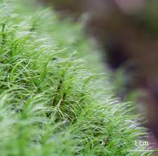 Attēlu rezultāti vaicājumam “Dicranum majus”