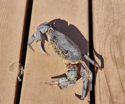 Image result for Eriphia verrucosa