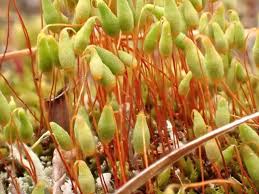 Attēlu rezultāti vaicājumam “Pohlia nutans”