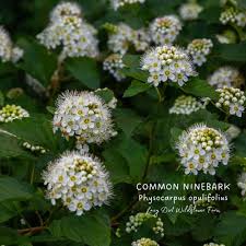 Attēlu rezultāti vaicājumam “Physocarpus opulifolius”