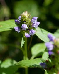 Attēlu rezultāti vaicājumam “Prunella vulgaris flower”