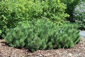 Attēlu rezultāti vaicājumam “Pinus mugo male flower”