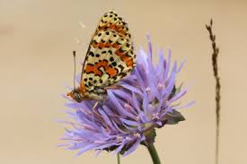 Attēlu rezultāti vaicājumam “Melitaea didyma male”
