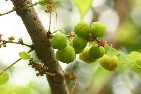 Attēlu rezultāti vaicājumam “Ulmus glabra fruit”