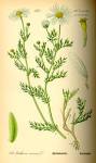 File:Illustration <b>Anthemis</b>