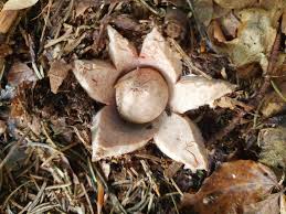 Attēlu rezultāti vaicājumam “Geastrum rufescens”