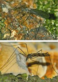 Attēlu rezultāti vaicājumam “Trichocera”