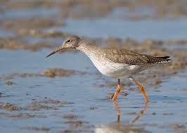 Attēlu rezultāti vaicājumam “Tringa totanus adult”