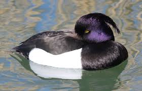 Attēlu rezultāti vaicājumam “Aythya fuligula”