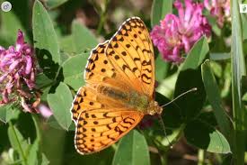 Attēlu rezultāti vaicājumam “Argynnis aglaja upperside”