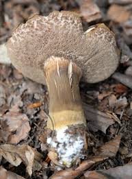 Attēlu rezultāti vaicājumam “Porphyrellus porphyrosporus”