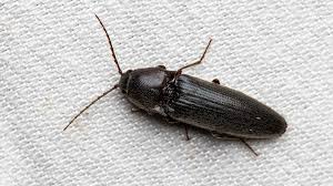 Attēlu rezultāti vaicājumam “Melanotus sp.”