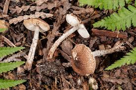 Attēlu rezultāti vaicājumam “Lycogala roseosporum sessile”