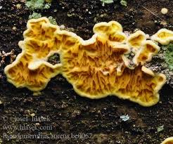 Attēlu rezultāti vaicājumam “Pseudomerulius aureus”