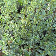 Attēlu rezultāti vaicājumam “Lonicera”