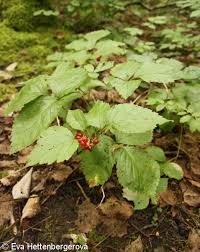 Attēlu rezultāti vaicājumam “Rubus saxatilis”