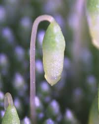 Attēlu rezultāti vaicājumam “Bryum pallens sporophyte”