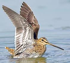 Image result for Gallinago gallinago