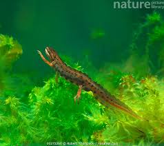 Attēlu rezultāti vaicājumam “Triturus vulgaris”