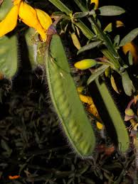 Attēlu rezultāti vaicājumam “Cytisus scoparius fruit”