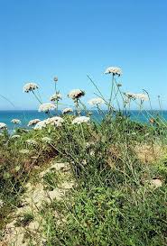 Attēlu rezultāti vaicājumam “Daucus carota subsp. carota”