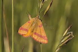 Attēlu rezultāti vaicājumam “Lythria cruentaria”