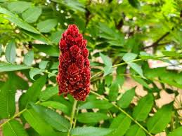 Attēlu rezultāti vaicājumam “Rhus typhina flower”