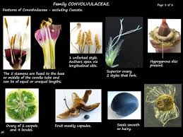 Attēlu rezultāti vaicājumam “Convolvulaceae”
