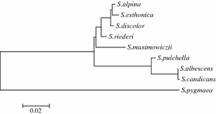 Attēlu rezultāti vaicājumam “Saussurea esthonica flower”
