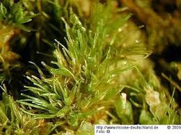 Attēlu rezultāti vaicājumam “Dicranum bergeri”