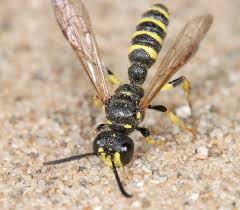 Attēlu rezultāti vaicājumam “Arenaria procera”