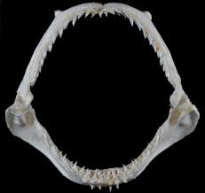 Image result for Sphyrna media