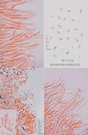 Attēlu rezultāti vaicājumam “Ceriporia viridans”