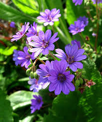 Attēlu rezultāti vaicājumam “Geranium pyrenaicum flower”