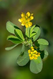 Attēlu rezultāti vaicājumam “Trifolium dubium bud”