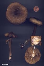 Attēlu rezultāti vaicājumam “Lignydium muscorum macro”