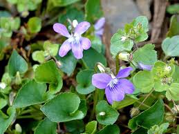 Attēlu rezultāti vaicājumam “Viola riviniana leaf”