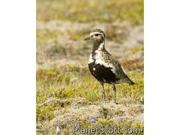 Attēlu rezultāti vaicājumam “Pluvialis apricaria”